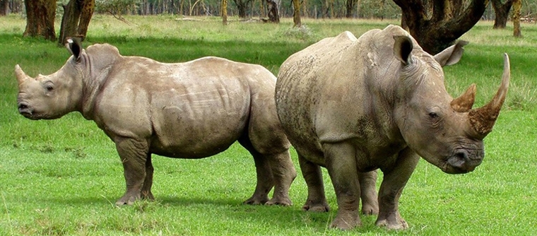 assam-rhino-tour